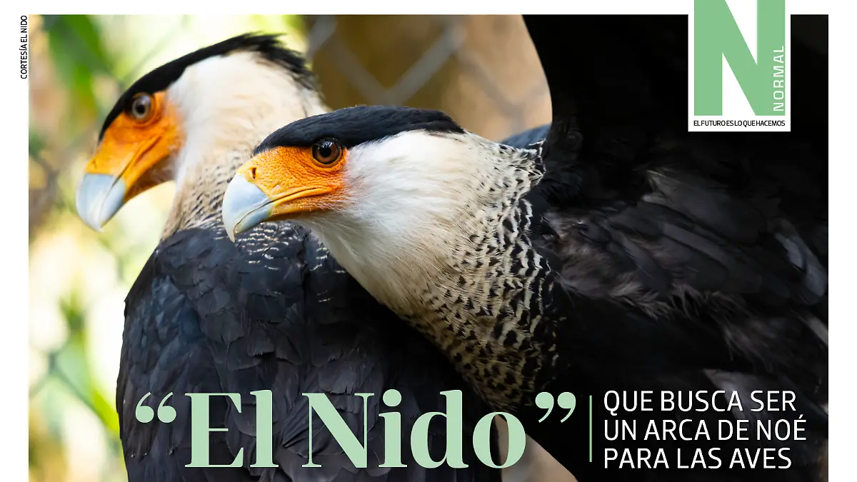 el nido SITIO1